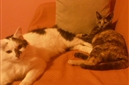 Gatti.